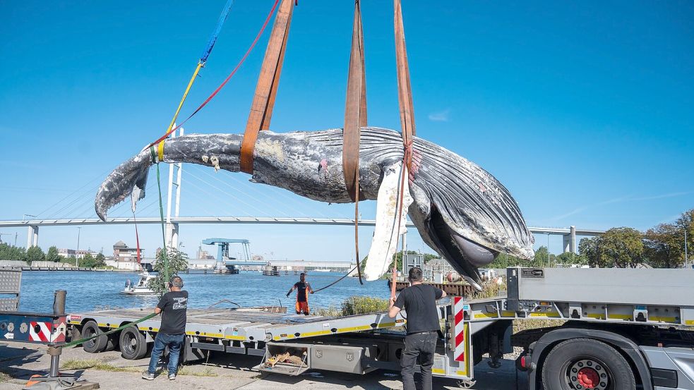 Der tote Wal vom Greifswalder Bodden wird aus dem Wasser geholt. Foto: Stefan Sauer