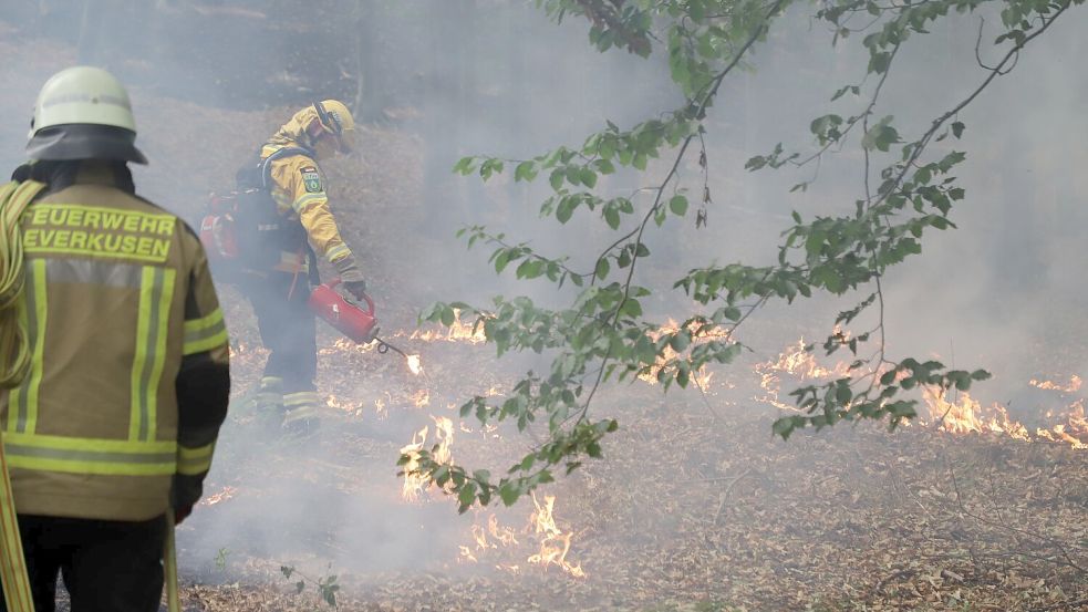 Mehrere Hundert Hektar Waldfläche stehen in Flammen. Foto: Sascha Thelen