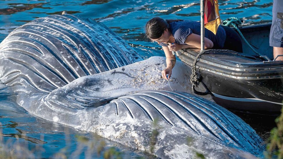 Die Sektion ergab, dass sich das Tier in keinem guten Zustand befand. Unter anderem dürften ihm Abszesse das Schwimme erschwert haben. (Archivbild) Foto: Stefan Sauer