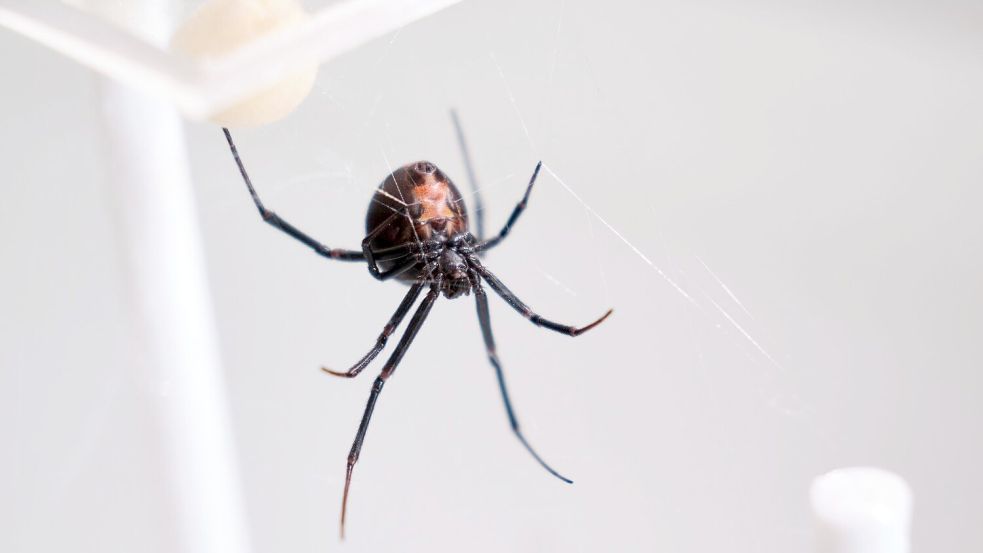 Die Männchen der Rotrückenspinne haben einen sportlichen Trick, um die Paarung mit der auch „Schwarze Witwe“ bezeichneten Spinne zu überleben. Foto: Miriam Scriba/UHH/dpa