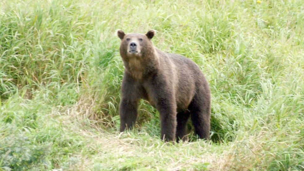 Braunbären sind in vielen Teilen Russlands verbreitet. (Archivbild) Foto: Ulf Mauder/dpa