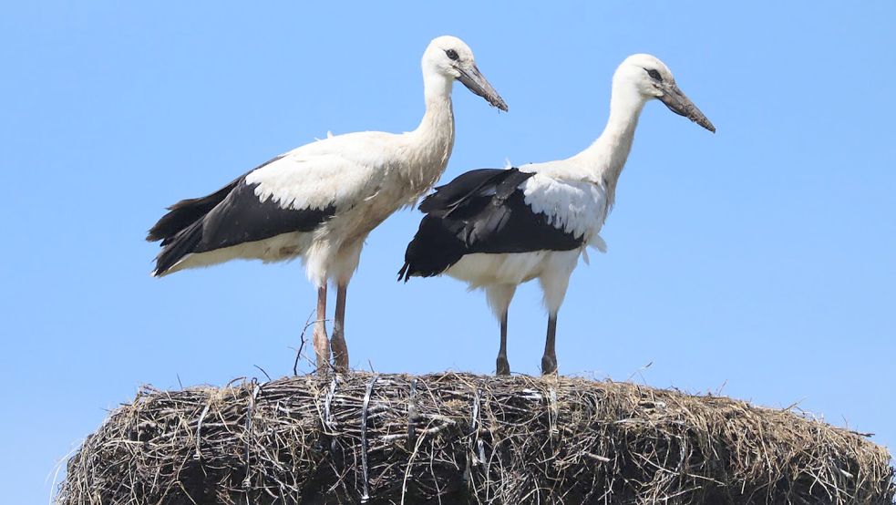 Die Storchgeschwister stehen auf dem Nest in Leezdorf, in dem sie in den vergangenen Monaten aufgewachsen sind. Foto: Birgit Uphoff