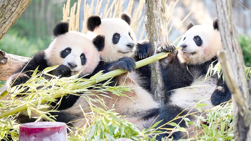 Neben Bambus und Muttermilch essen Leni und Lotti spezielle Panda-Kekse. Foto: Michael Ukas