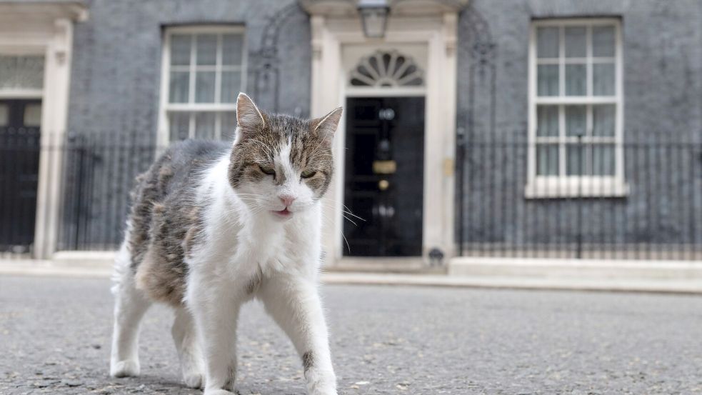 Kater Larry lebt. (Archivbild) Foto: Thomas Krych