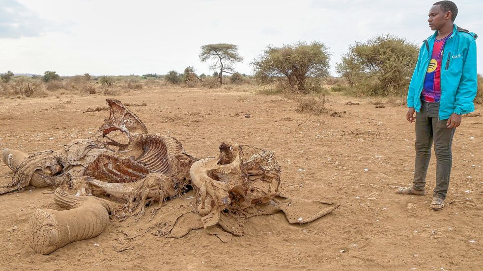 Seit Juni sind im Amboseli-Gebiet 18 Elefanten durch Vergiftungen gestorben. (Archivbild) Foto: Andrew Kasuku