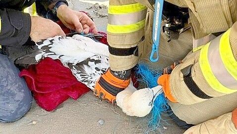 Die Feuerwehr befreite den Basstölpel von dem Netz. Foto: Feuerwehr Norderney