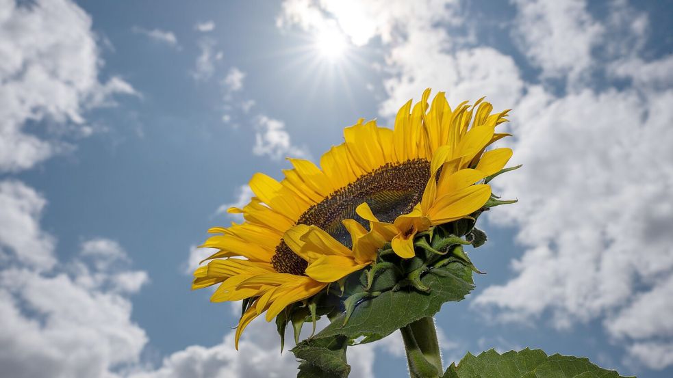 Eine Sonnenblume reckt ihre Blüten zur Sonne: In den kommenden Tagen wird es wieder wärmer in Niedersachsen. Foto: Harald Tittel/dpa