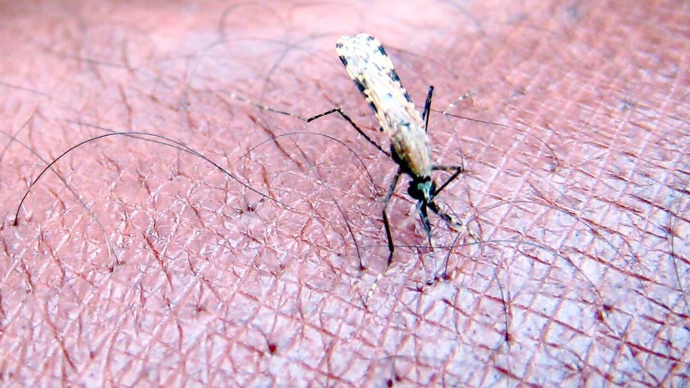 Malaria wird von Mücken übertragen. (Symbolbild) Foto: Stephen Morrison
