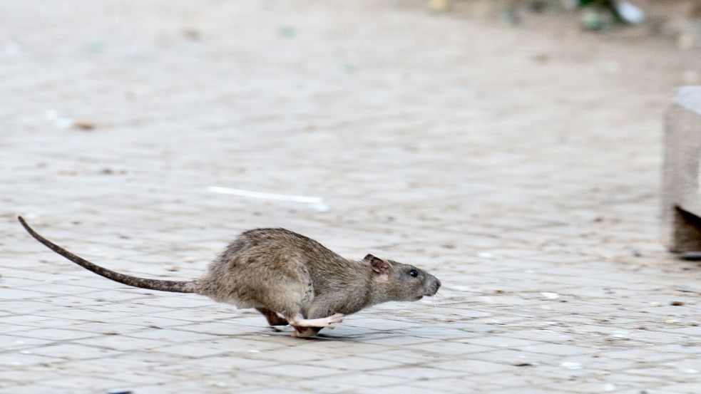 New Yorks Kampf gegen die Ratten zeigt nach Angaben der Stadtreinigung Erfolge. (Archivbild) Foto: Bernd von Jutrczenka/dpa