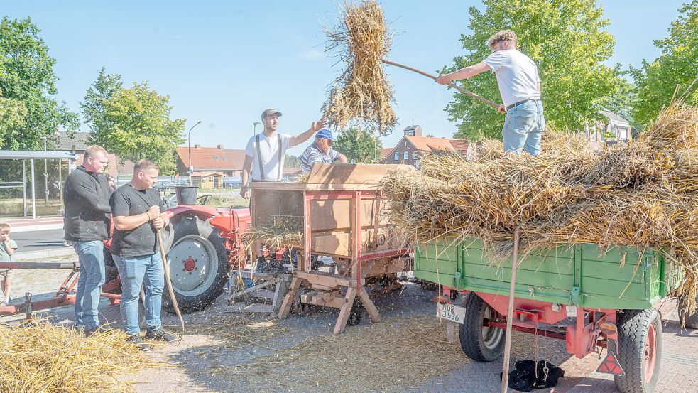 •Mitglieder des Döschkevereins Rechtsupweg zeigen, wie in früheren Zeiten Getreide gedroschen wurde. Foto: Folkert Bents