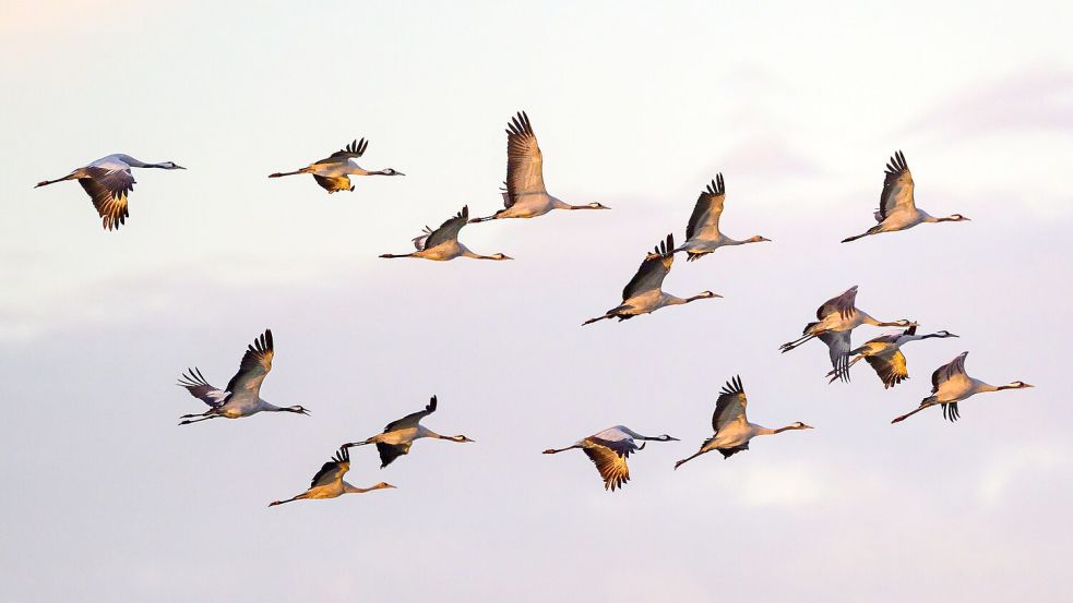 Kraniche fliegen zum Sonnenaufgang über dem Naturpark Niederlausitzer Landrücken. (Archivbild) Foto: Patrick Pleul