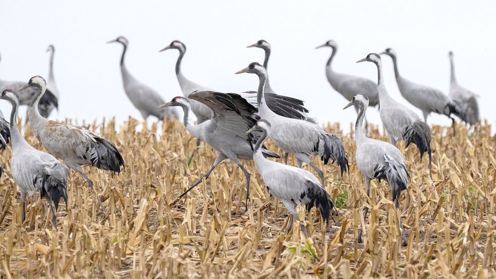 Kraniche sind bei der Suche nach Futter. (Archivbild) Foto: Stefan Sauer