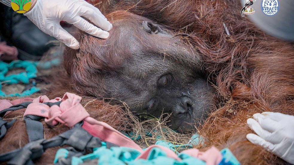 Das Orang-Utan-Männchen starb wahrscheinlich infolge der Waldbrände. Foto: -/Yayasan Inisiasi Alam Rehabili