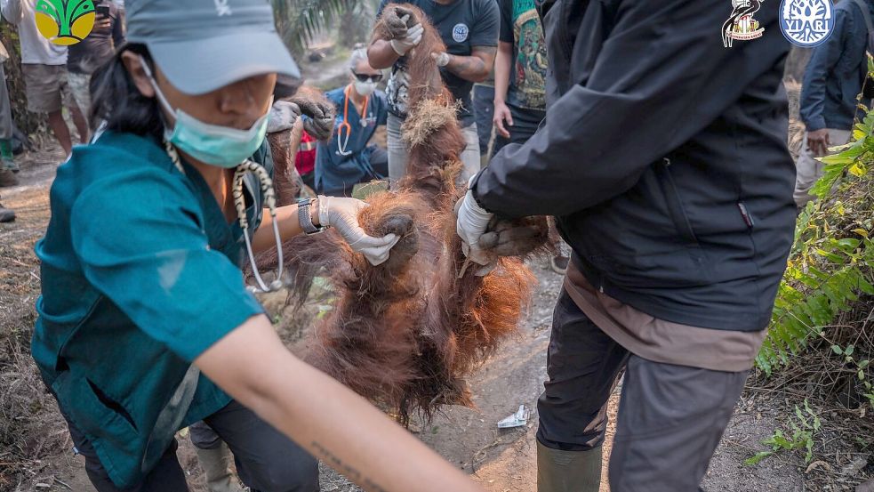 Sampurna war am Sonntag zunächst völlig geschwächt entdeckt worden - und starb später offenbar wegen Atemwegsproblemen. Foto: -/Yayasan Inisiasi Alam Rehabili