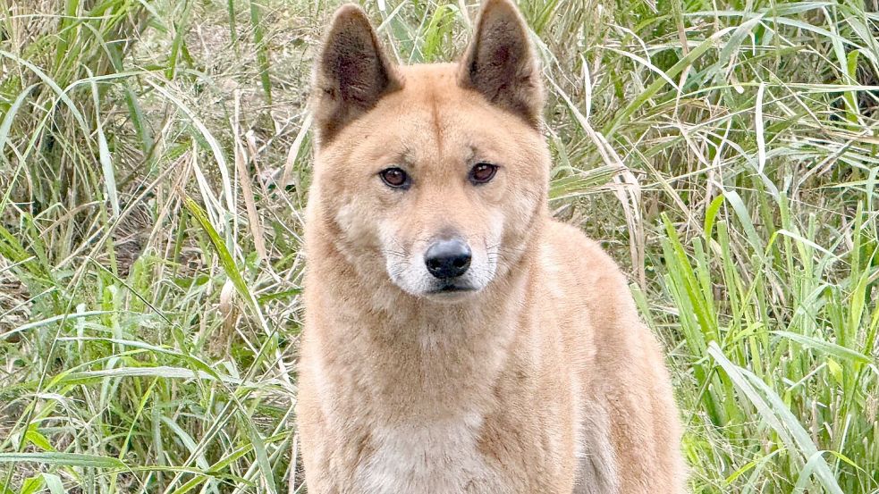 Experten zufolge könnten sich auch Dingos mit der Vogelgrippe infizieren. Foto: Carola Frentzen/dpa