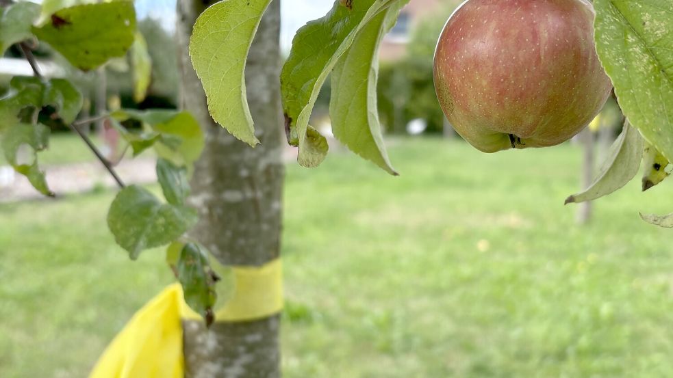 Ein gelbes Band hängt an einem Apfelbaum in Ihlowerfehn. Foto: Christin Wetzel