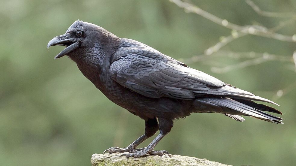 Der Kolkrabe ist der größte Singvogel der Welt. (Archivbild) Foto: Patrick Pleul