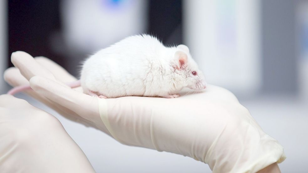 Besonders in der Grundlagenforschung sind Tierversuche noch immer sehr häufig. Foto: Friso Gentsch/dpa