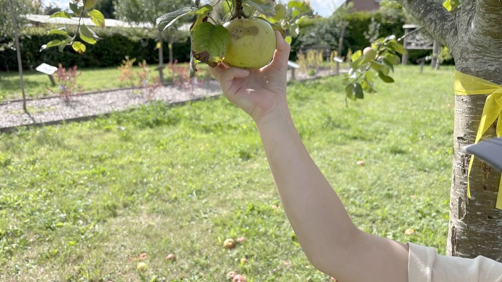 Gepflückt werden darf nur, was in Armreichweite ist. Bei diesem Baum kann auch mein Nachwuchs ernten. Foto: Christin Wetzel