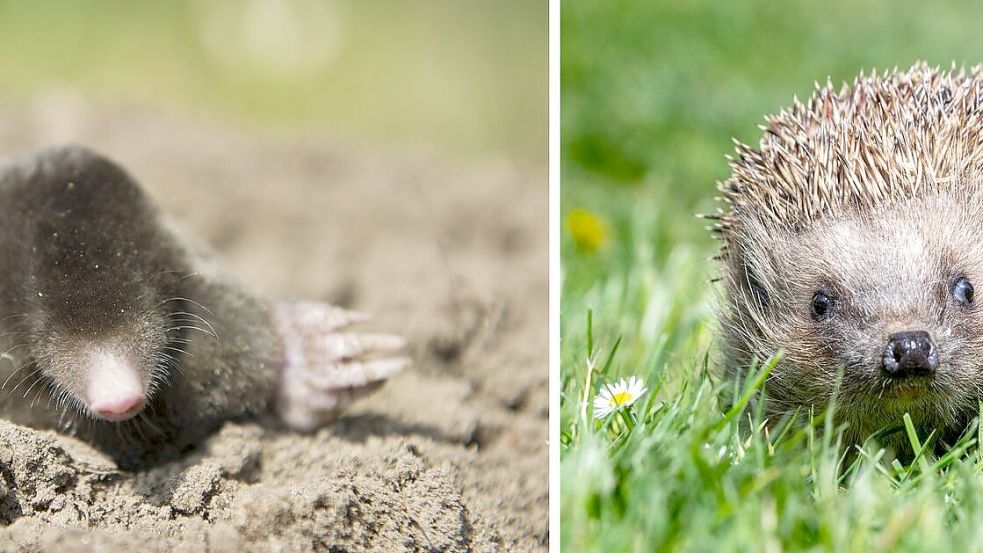 Die Deutsche Wildtier Stiftung ruft dazu auf, Igel und Maulwürfe zu zählen. (Archivbild) Foto: Armin Weigel/Patrick Pleul/dpa