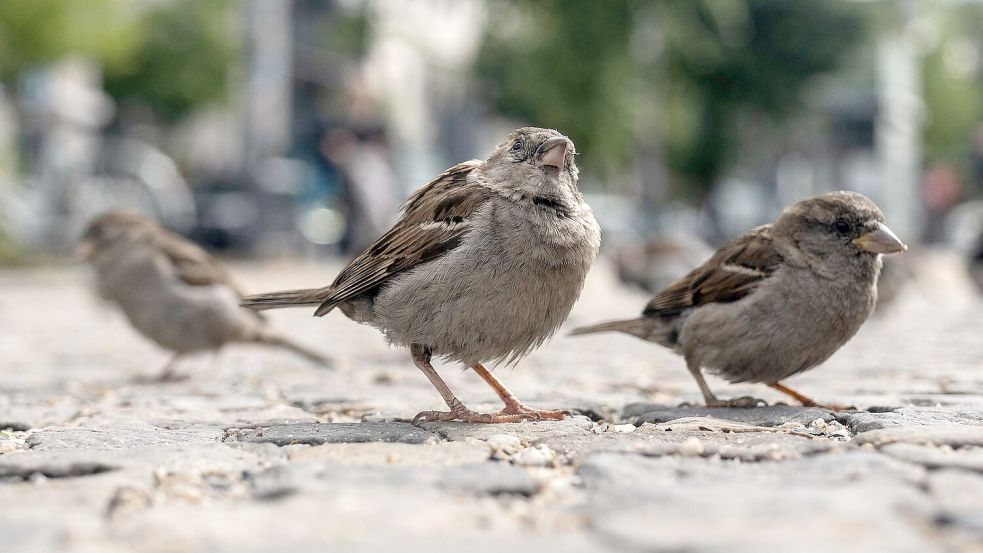 Der geschwätzige Spatz gehört zu den beliebtesten Vögeln überhaupt. (Archivbild) Foto: Paul Zinken