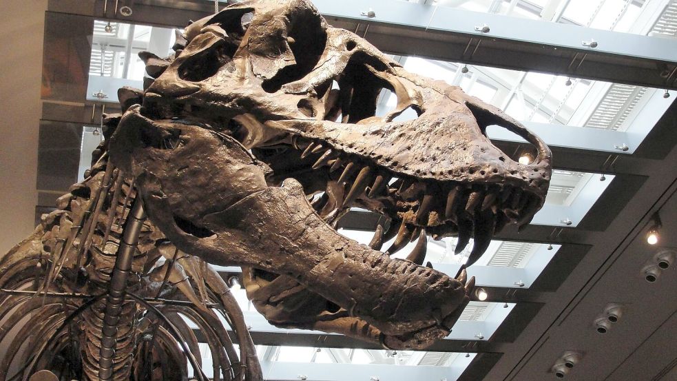 „Thomas the T. rex“, Skelett im Natural History Museum of Los Angeles County Foto: ---/Dinosaur Institute/Natural H