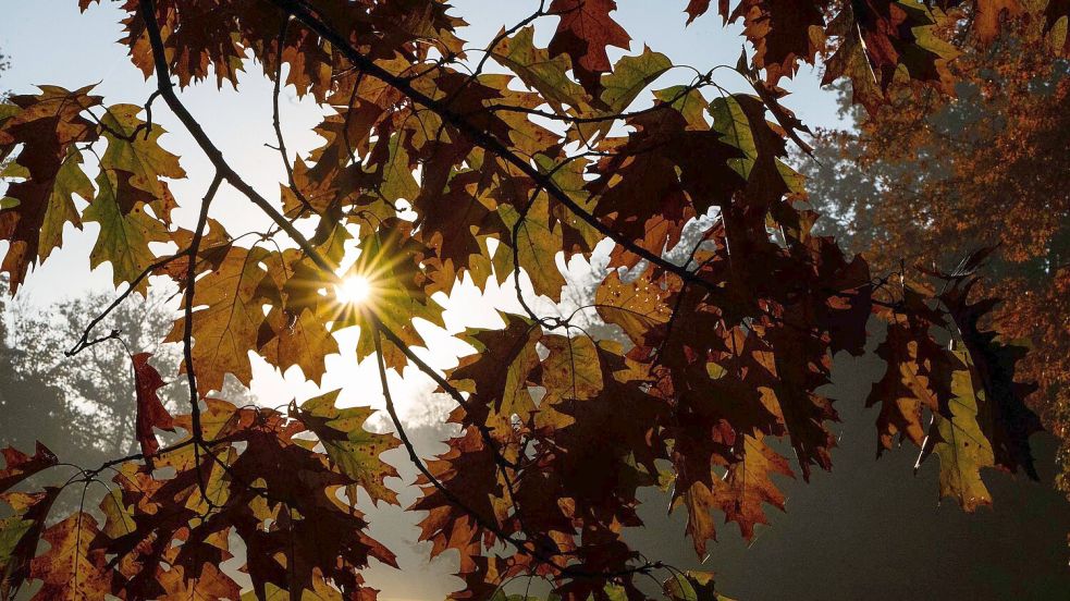 Was der Herbst mit unserem Körper macht – fünf Theorien im wissenschaftlichen Check. (Symbolbild) Foto: Alicia Windzio