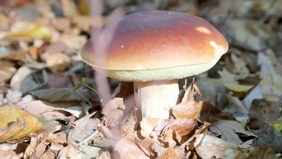 Pilze 09.10.2022, Ostramondra, Hohe Schrecke, Gemeiner Steinpilz Boletus edulis im herbstlichen Laubwald *** Mushrooms 09 10 2022, Ostramondra, Hohe Schrecke, common boletus edulis in autumn deciduous forest. Foto: IMAGO/KH