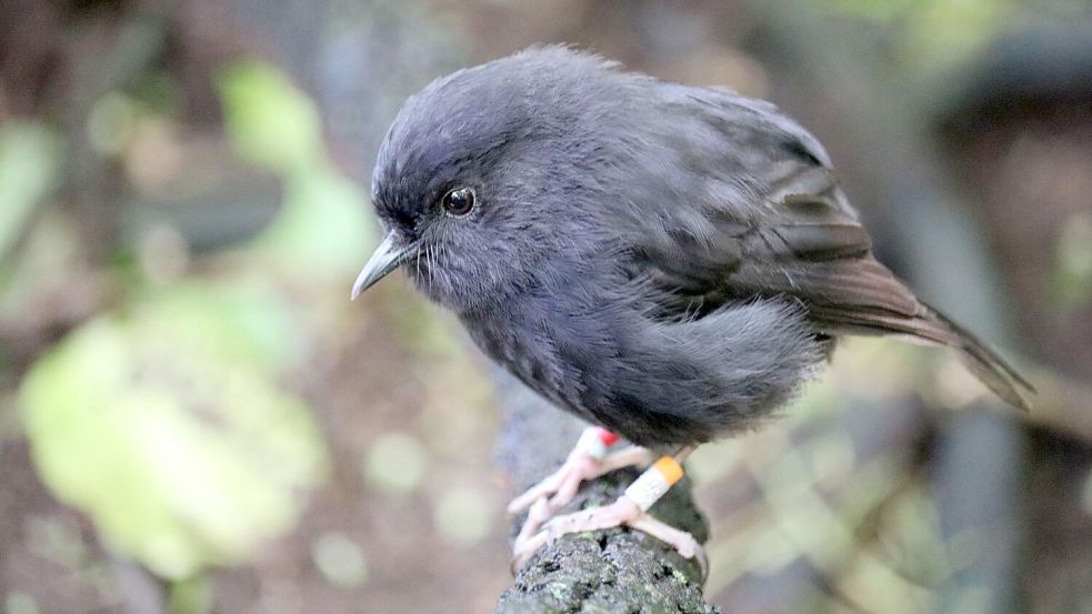 Der Karure (Chathamschnäpper) war 1980 fast ausgestorben. Foto: Caleb Teague/Forest and Bird/dpa