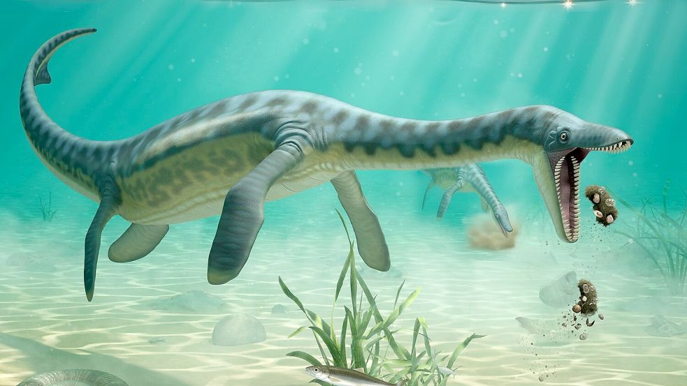 Plesiosaurier spuckten Unverdauliches wohl wieder aus - ähnlich wie Eulen heute das tun. Foto: Lente Artemieff/Cambridge University/EurekaAlert/dpa