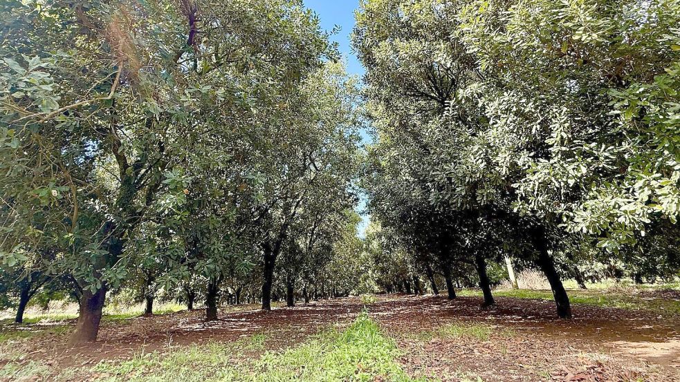 An der Ostküste Australiens sind viele Macadamia-Plantagen zu finden. Foto: Carola Frentzen/dpa