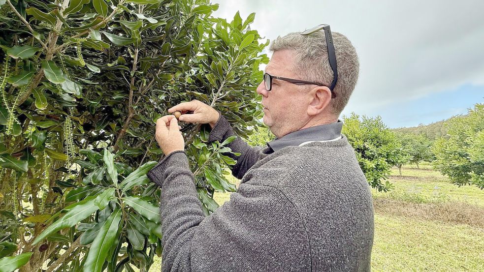 Chris Fuller von Nutworks prüft die Früchte an einem Macadamia-Baum. Foto: Carola Frentzen/dpa