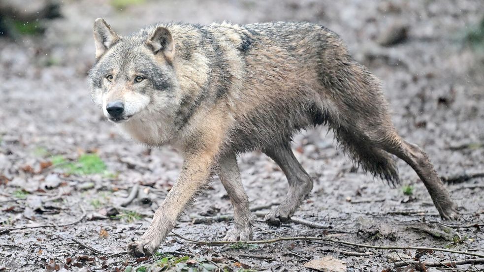 Es gibt wieder Wolfsnachwuchs in Baden-Württemberg. (Archivbild) Foto: Bernd Weißbrod/dpa