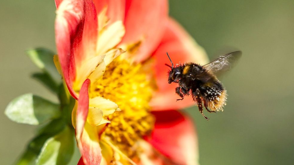 Hummeln sind wichtige Bestäuber und tragen damit zur biologischen Vielfalt bei. (Symbolbild) Foto: Oliver Berg/dpa