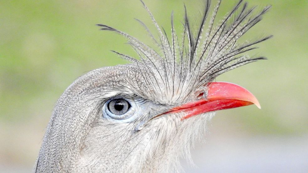 Der Ruf des Rotfußseriema wird als lautes Jaulen beschrieben. Foto: João Menezes/EurekAlert/dpa