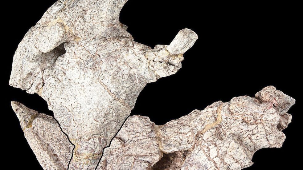 Das Bild zeigt die Vorderseite des Schädels und den Unterkiefer eines urzeitlichen Pflanzenfressers. Foto: Jonathan Jackson, Hady George/University of Bristol/dpa