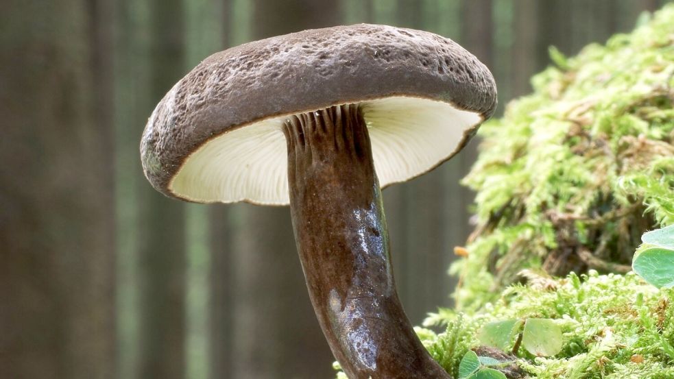 Der Schwarzkopf-Milchling ist etwa auch als Essenkehrer und Schornsteinfeger bekannt.  Foto: Gerhard-Schuster/Deutsche Gesellschaft für Mykologie/dpa