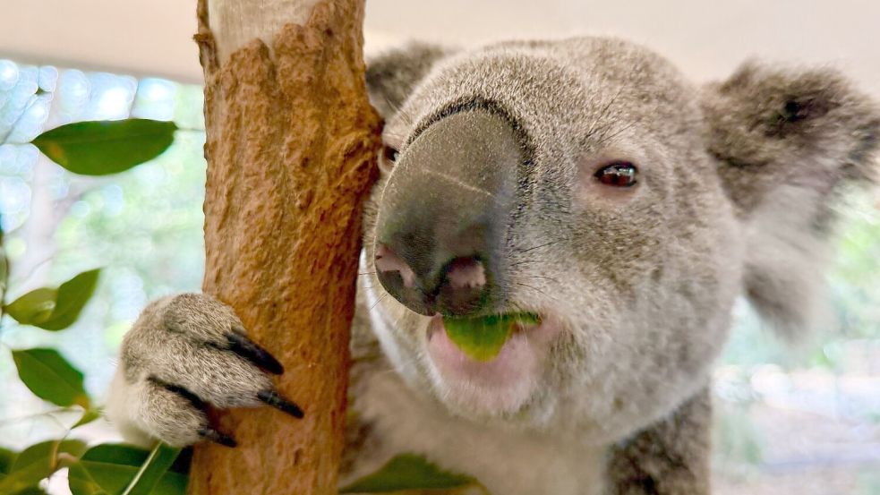 Koalas sind sehr niedlich - und haben erstaunliche Eigenschaften. Foto: Carola Frentzen/dpa