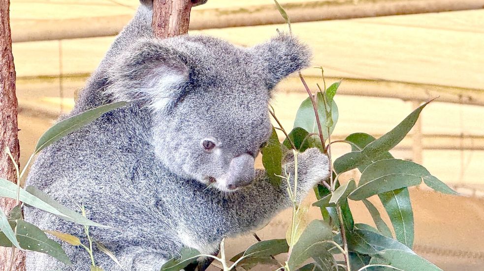 Die australischen Beuteltiere ernähren sich fast ausschließlich von Eukalyptusblättern. Foto: Carola Frentzen/dpa