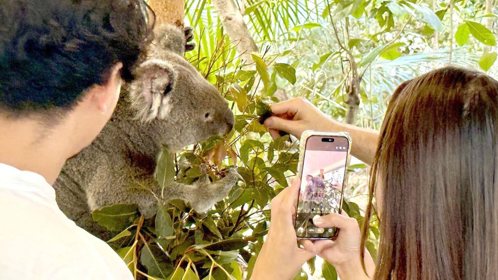 Besucher können im Lone Pine Koala Sanctuary einen „Koala Moment“ buchen. Foto: Carola Frentzen/dpa