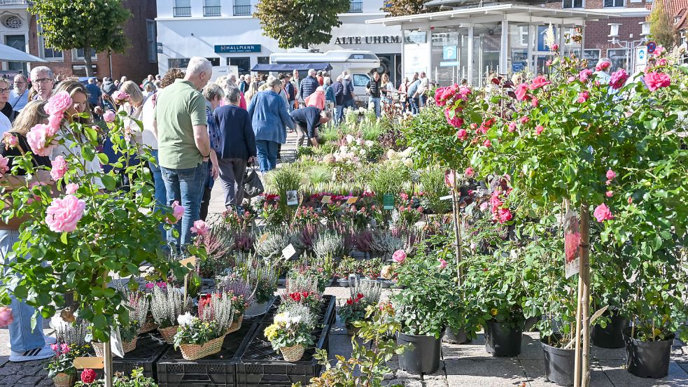 Schon am frühen Vormittag bot der Heidemarkt in Aurich ein buntes Blütenmeer. Foto: Stephan Friedrichs