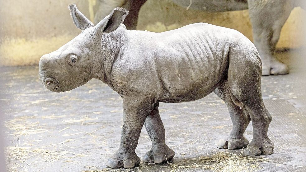 Nashornbaby Liam wurde am 7. April 2026 im Zoo Osnabrück geboren. Er entwickelt sich gut. Bei der Mitgliederversammlung wurden weitere Tierbabys verkündet. Foto: André Havergo