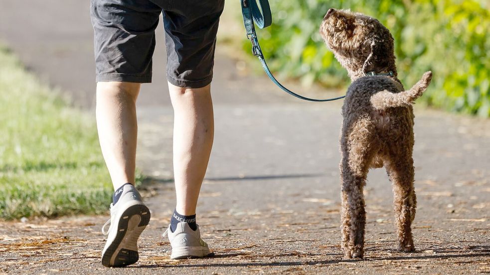 Für das Halten von Hunden erheben Kommunen in Deutschland eine Hundesteuer. Foto: Focke Strangmann/dpa