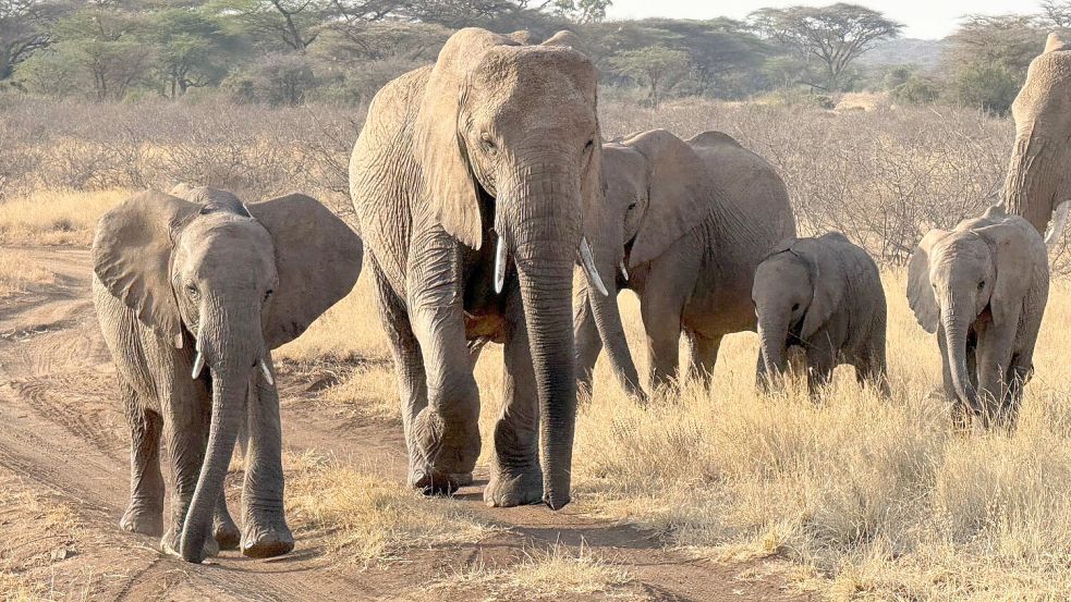 Gezielte Schutzmaßnahmen können einzelnen Elefantenbeständen im südlichen Afrika eine Erholung ermöglichen (Archivbild).  Foto: Eva Krafczyk/dpa