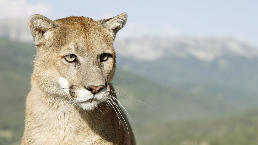 Eigentlich unter anderem in Nordamerika beheimatet: der Puma, auch Berglöwe genannt. (Symbolbild) Foto: Ronald Wittek/dpa