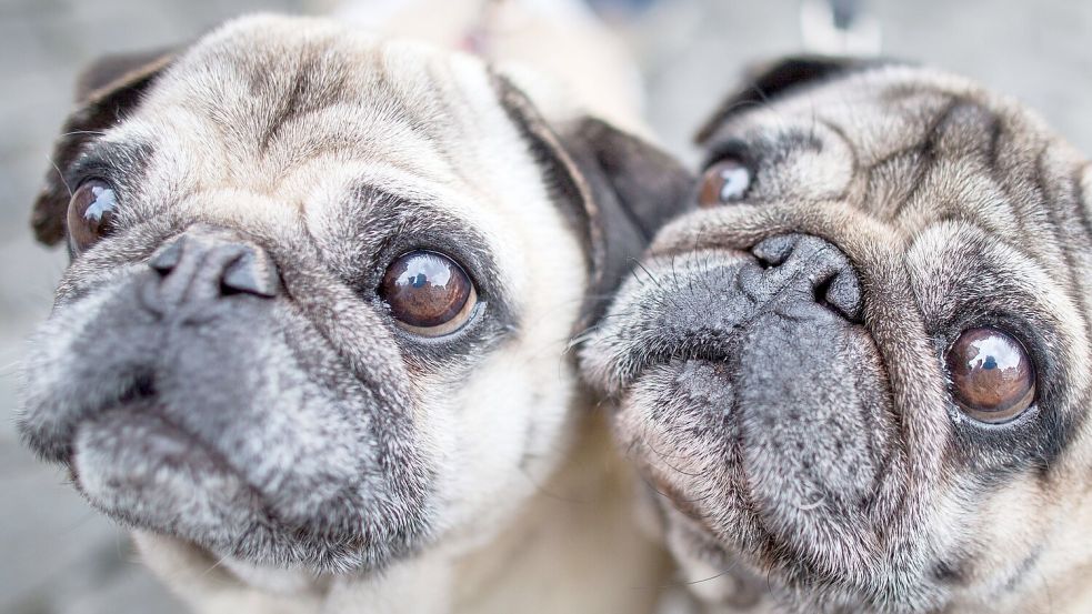 Möpse sind bei Hundehaltern beliebt, leiden aber durch ihre Optik. (Symbolbild) Foto: Frank Rumpenhorst/dpa/dpa-tmn