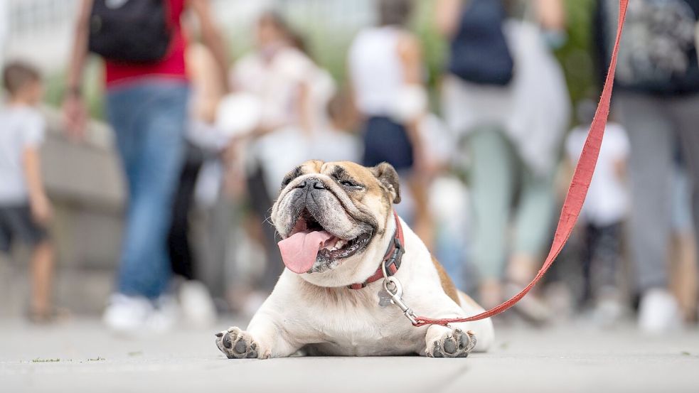 Hunde mit sehr kurzen Nasen können kaum atmen und machen häufig Schnarchgeräusche. (Symbolbild) Foto: Frank Rumpenhorst/dpa/dpa-tmn