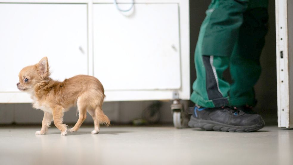 Extreme Kleinzüchtungen leiden stark unter ihren körperlichen Merkmalen. (Symbolbild) Foto: Sebastian Christoph Gollnow/dpa