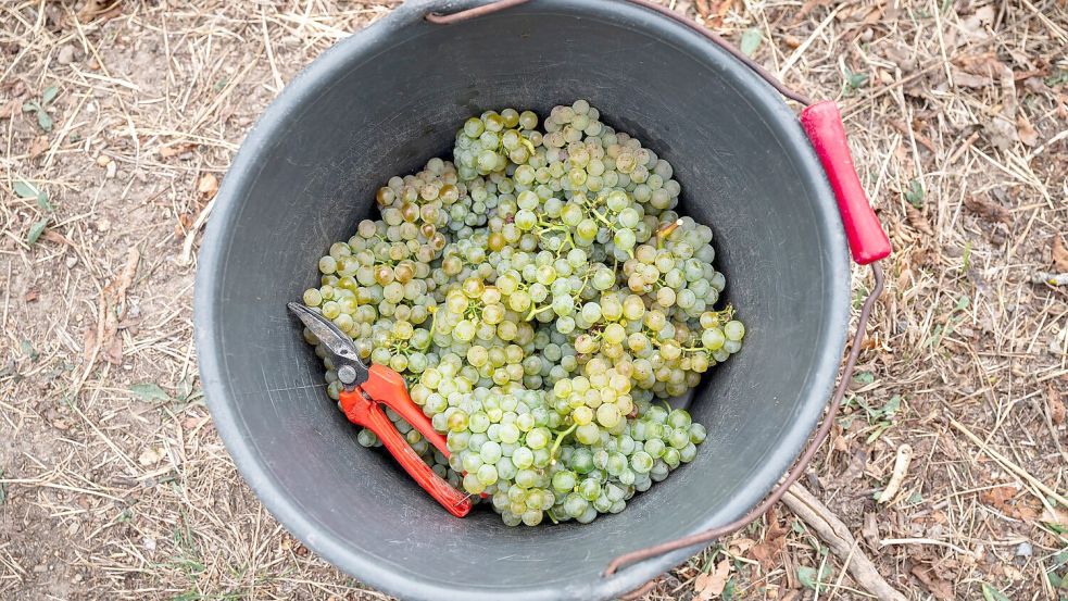 Die Winzer produzieren wieder weniger Wein. (Archivbild) Foto: Daniel Vogl/dpa