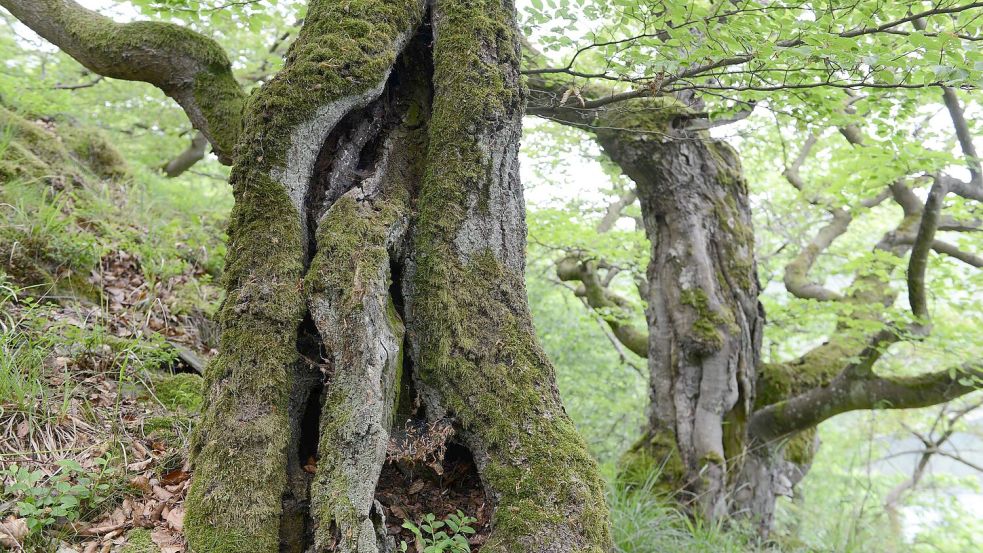 Der Nationalpark Kellerwald-Edersee wird als Positivbeispiel genannt. Foto: Uwe Zucchi/dpa